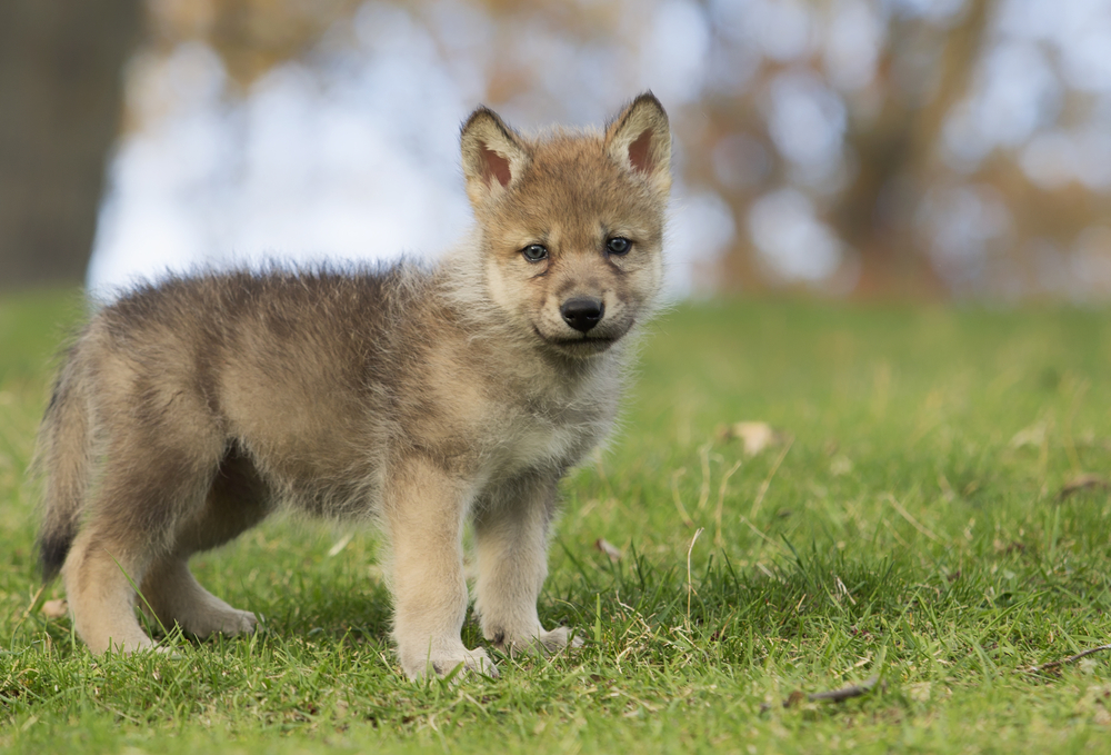 What is the name for a baby wolf?