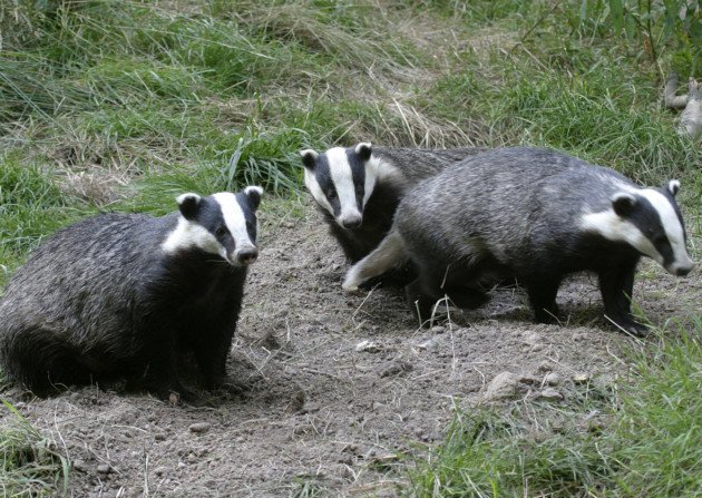 What is the name for a group of badgers?