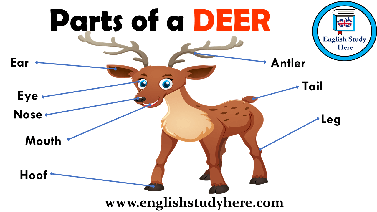 What is the name of a deer?