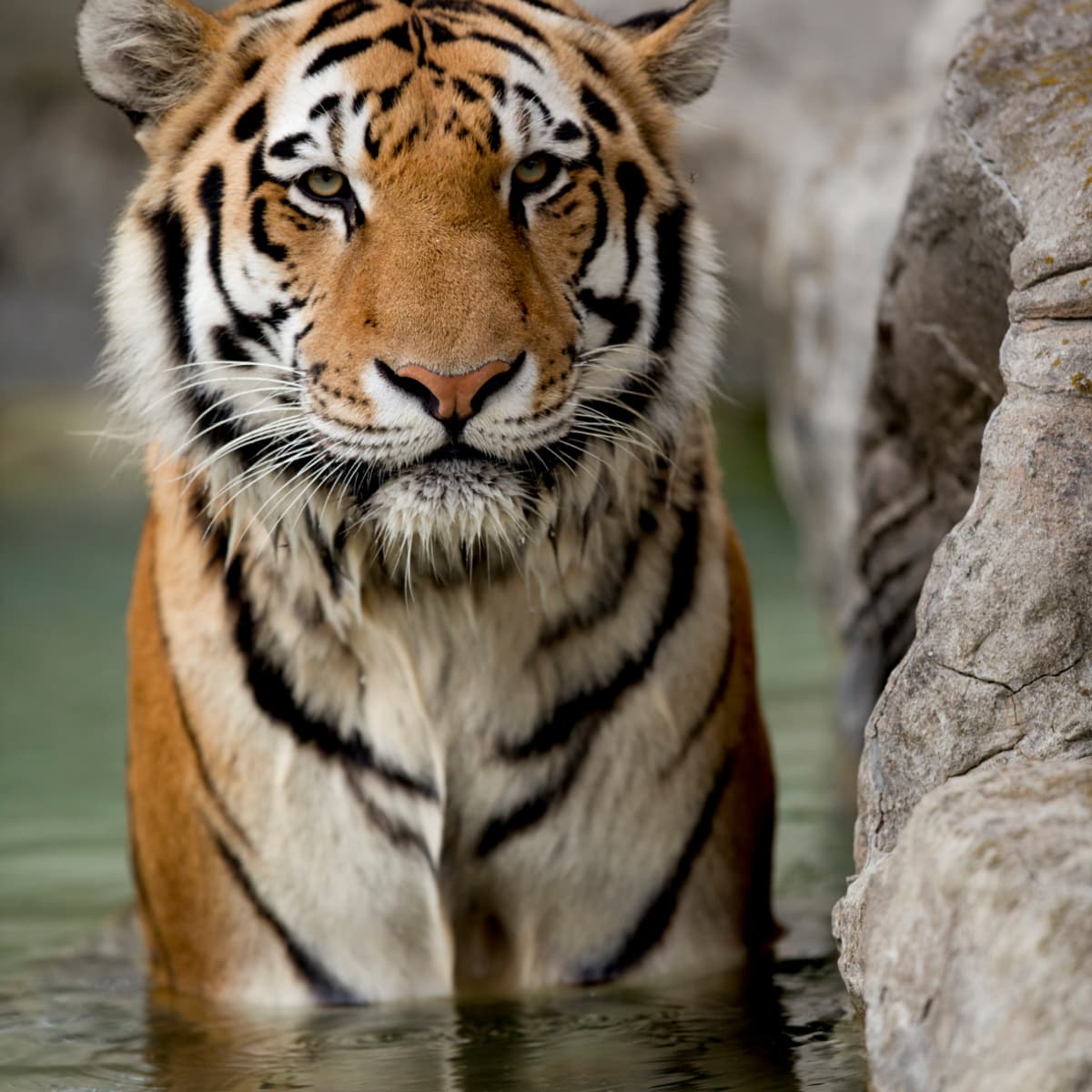 What is the name of a female tiger?