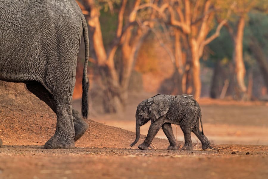 What is the name of baby elephant?
