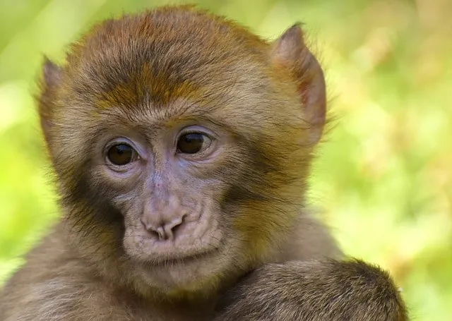 What is the name of female monkeys?