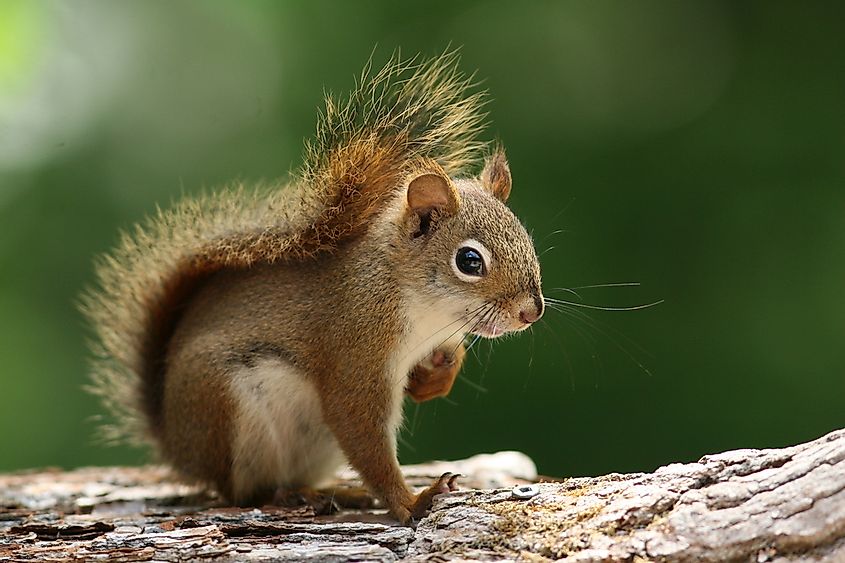 What is the name of the Little Squirrels?