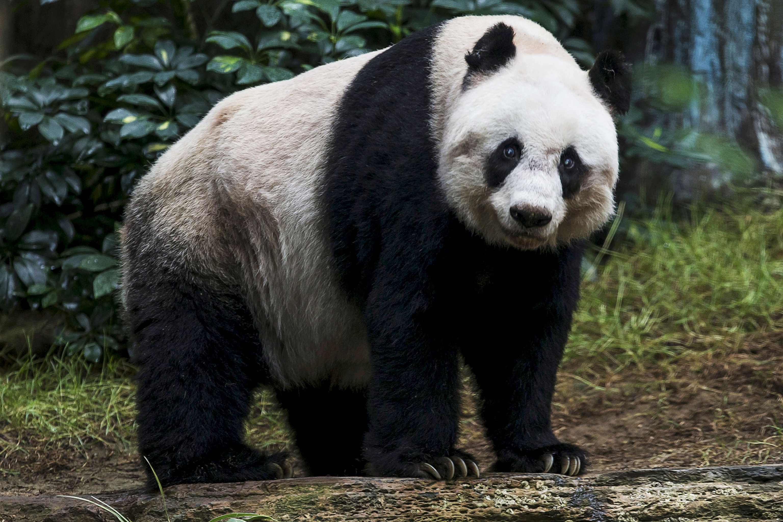 What is the name of the oldest panda who died at the age of 114 in 2016?