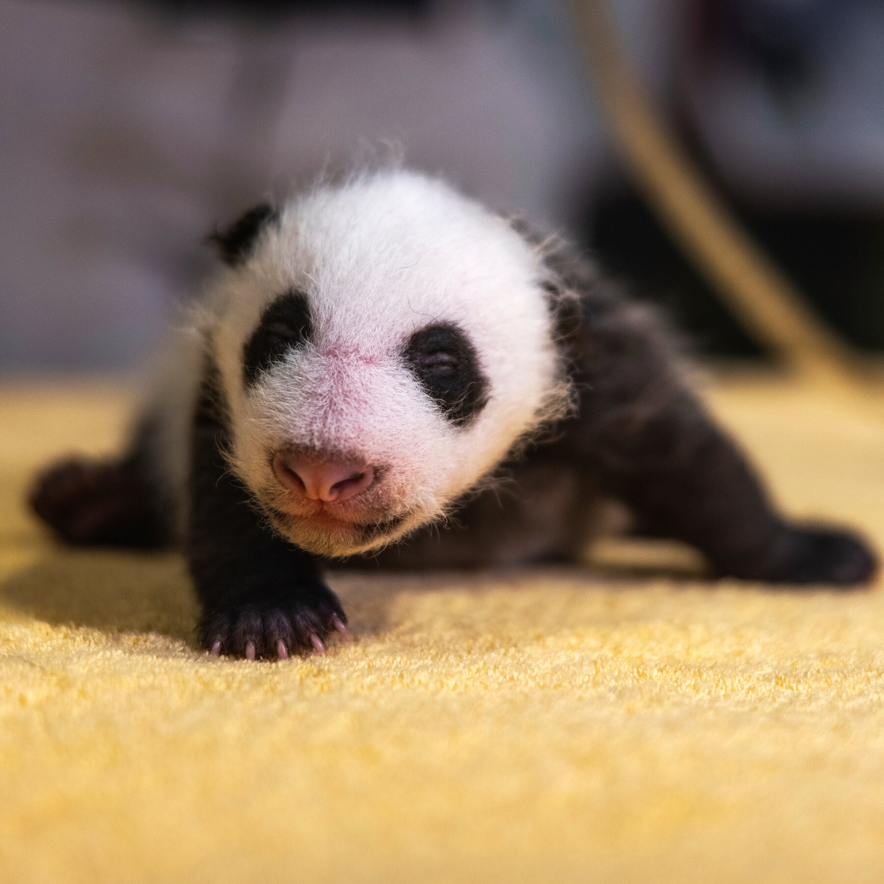 What is the name of the panda born in Washington DC?