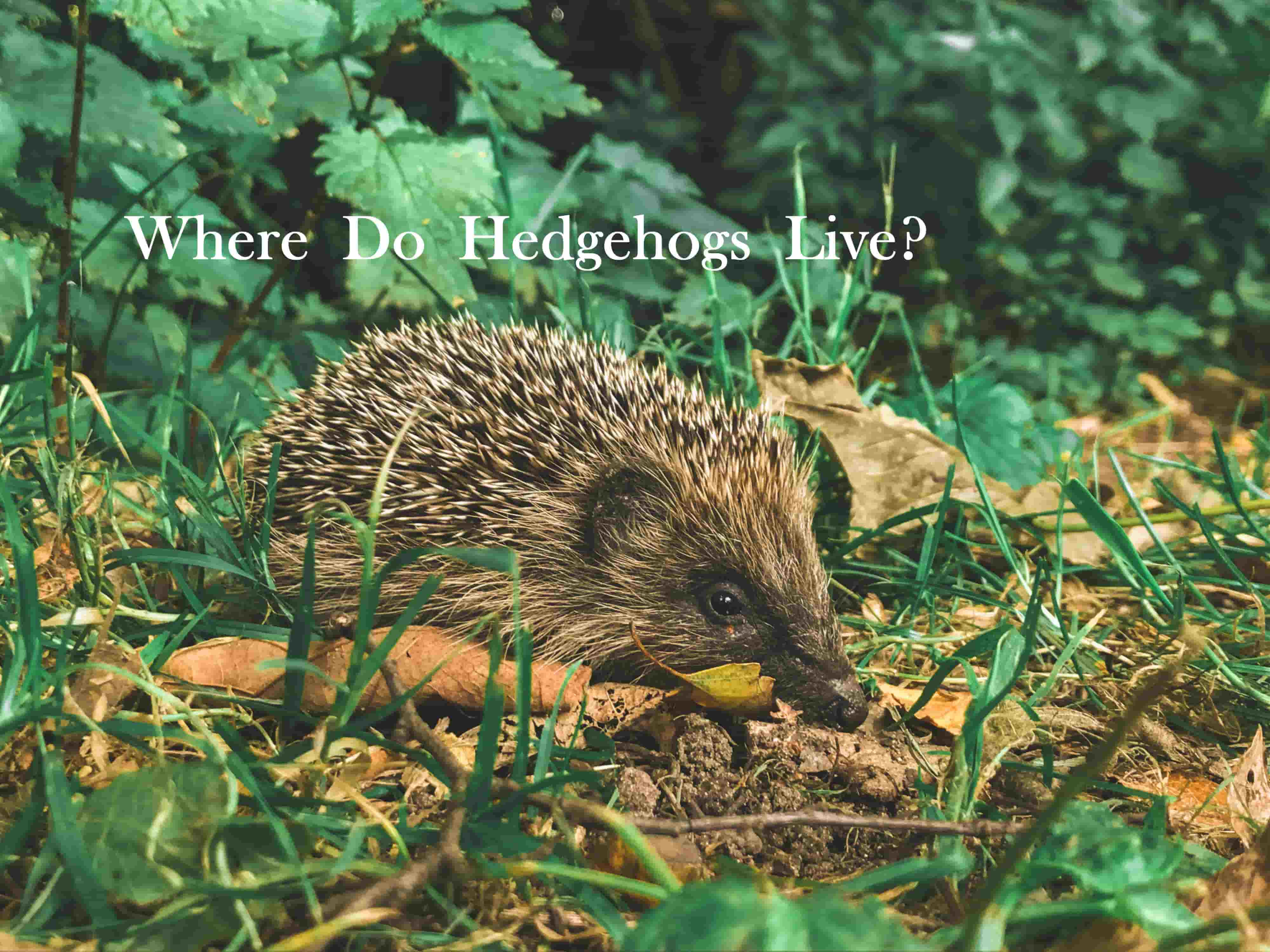 What is the name of the place where a hedgehog lives?