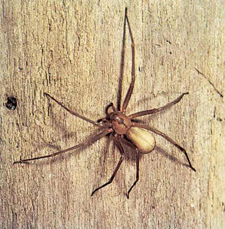What is the name of the poisonous spider?