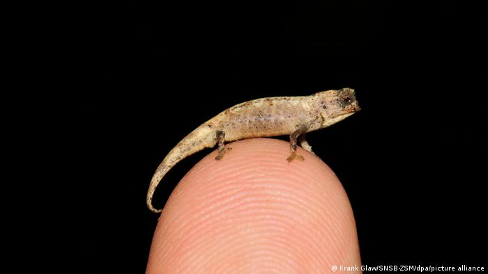 What is the name of the smallest reptile in Madagascar?
