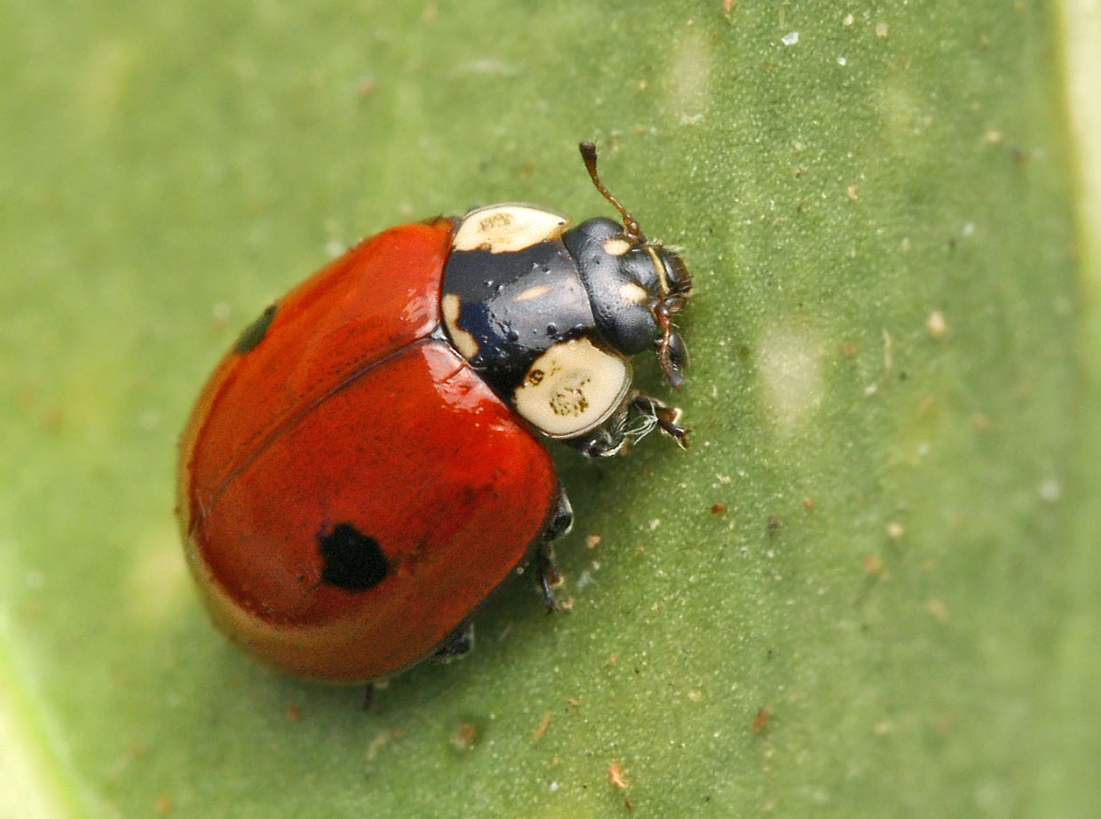 What is the name of the two-spotted ladybug?