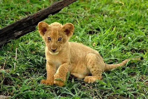 What is the name of young lion called?