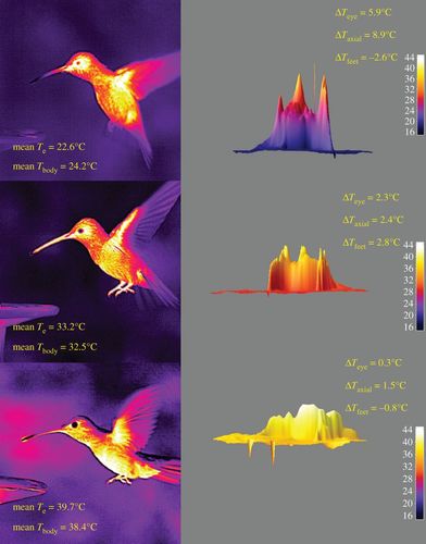 What is the normal body temperature of a hummingbird?