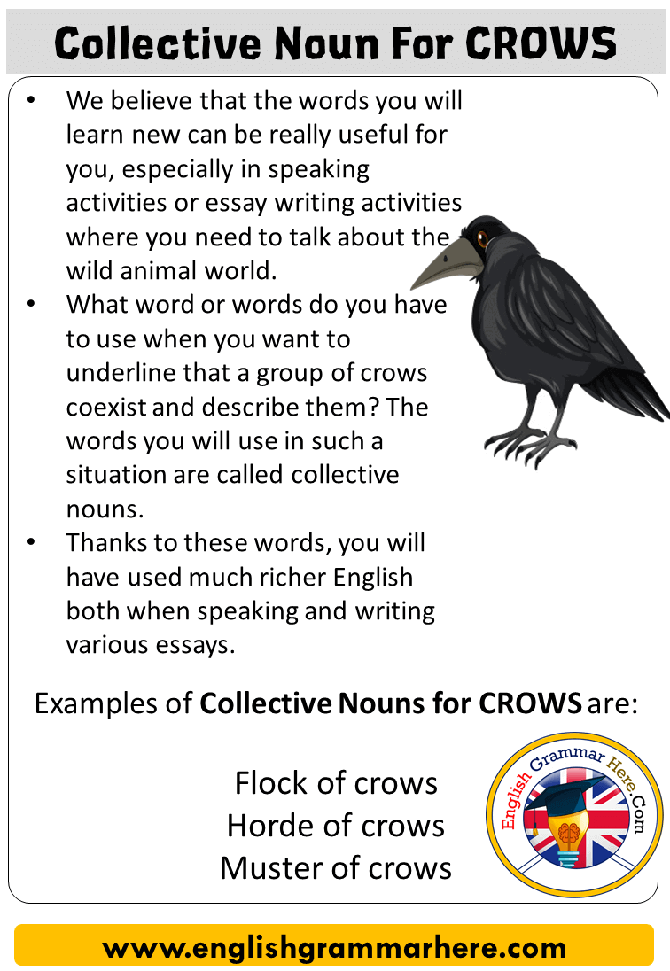 What is the noun for a group of crows?