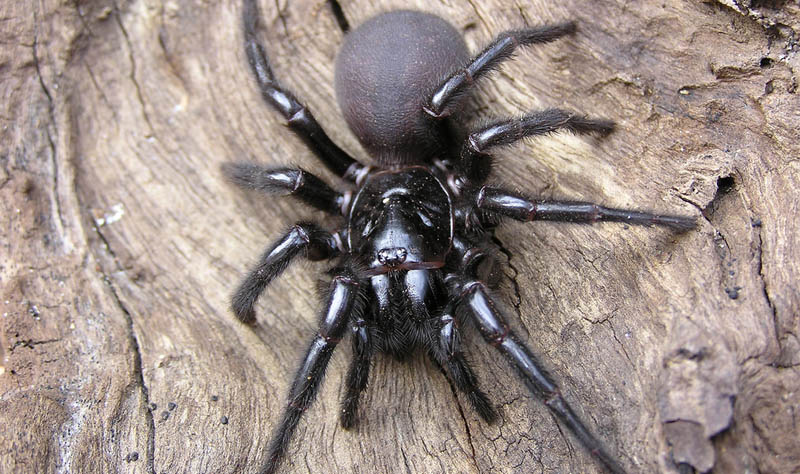 What is the number 1 deadliest spider in the world?