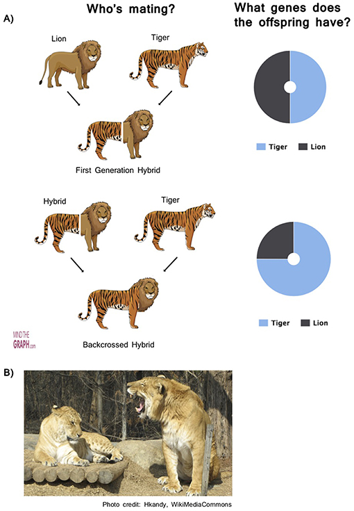 What is the offspring of a lion and tiger called?