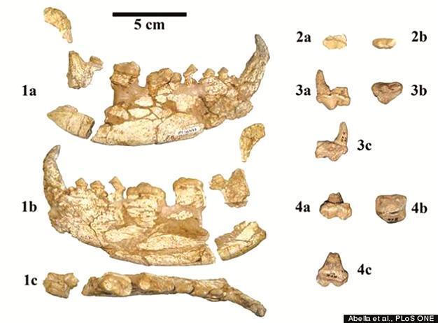 What is the oldest known fossil of a panda?