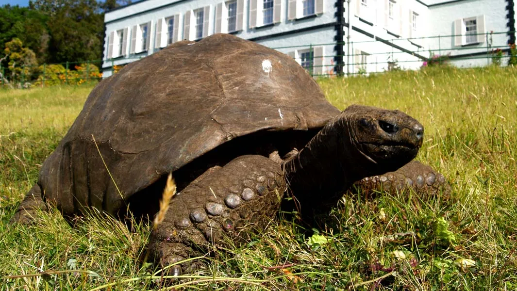 What is the oldest living animal on Earth 2019?