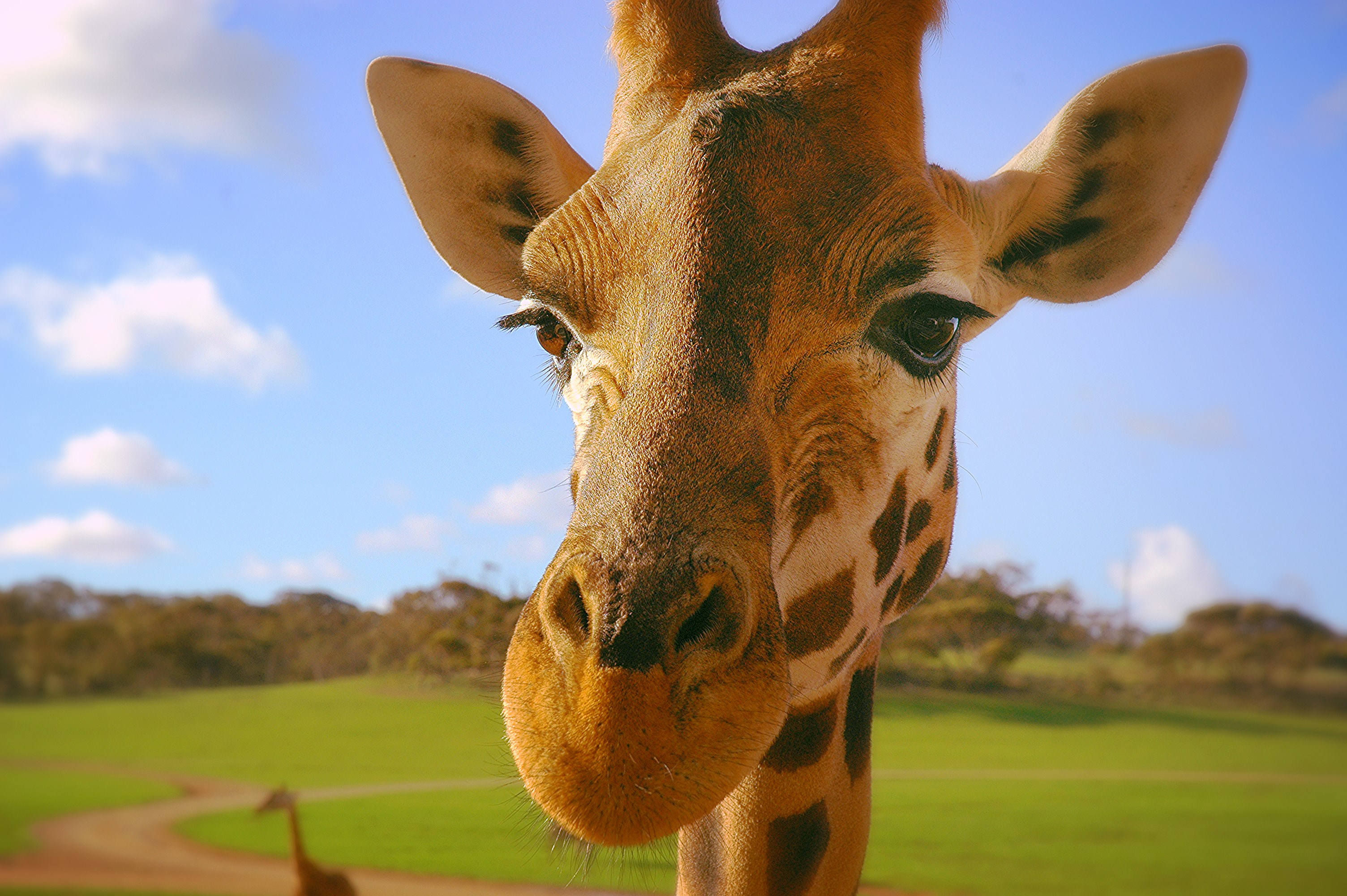 What is the only animal born with horns?