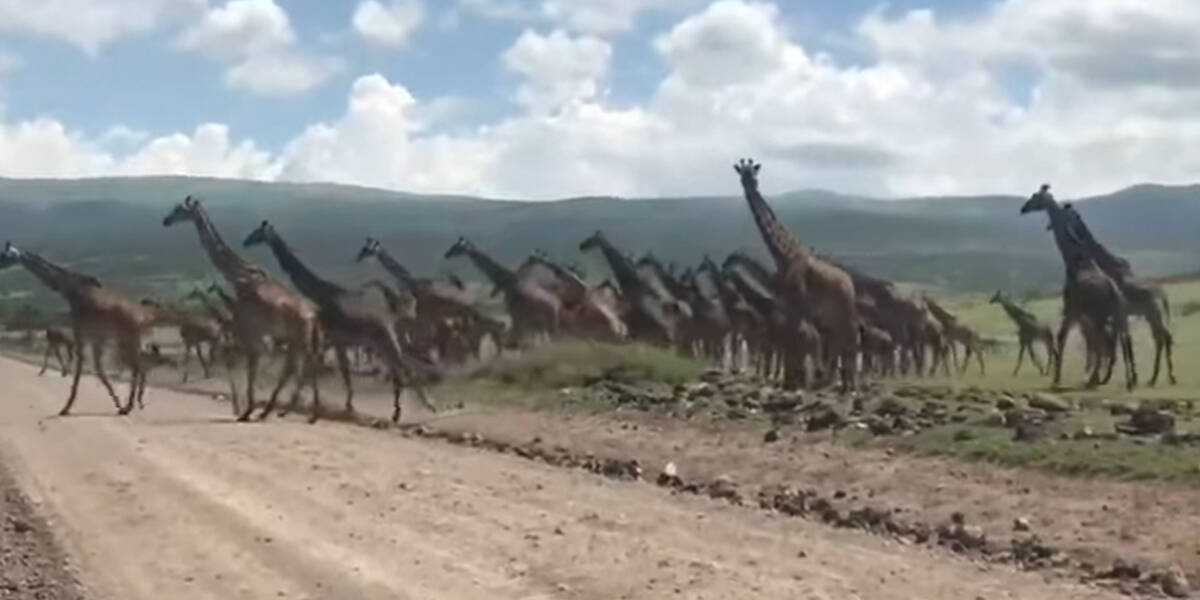 What is the only self-sustaining herd of giraffes?
