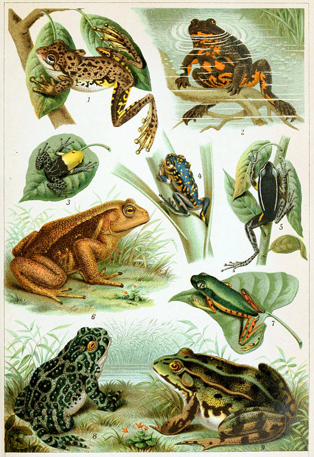 What is the origin of the frogs?