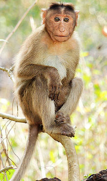 What is the origin of the term monkey?