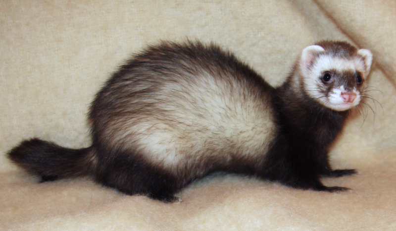 What is the origin of the word ferret?