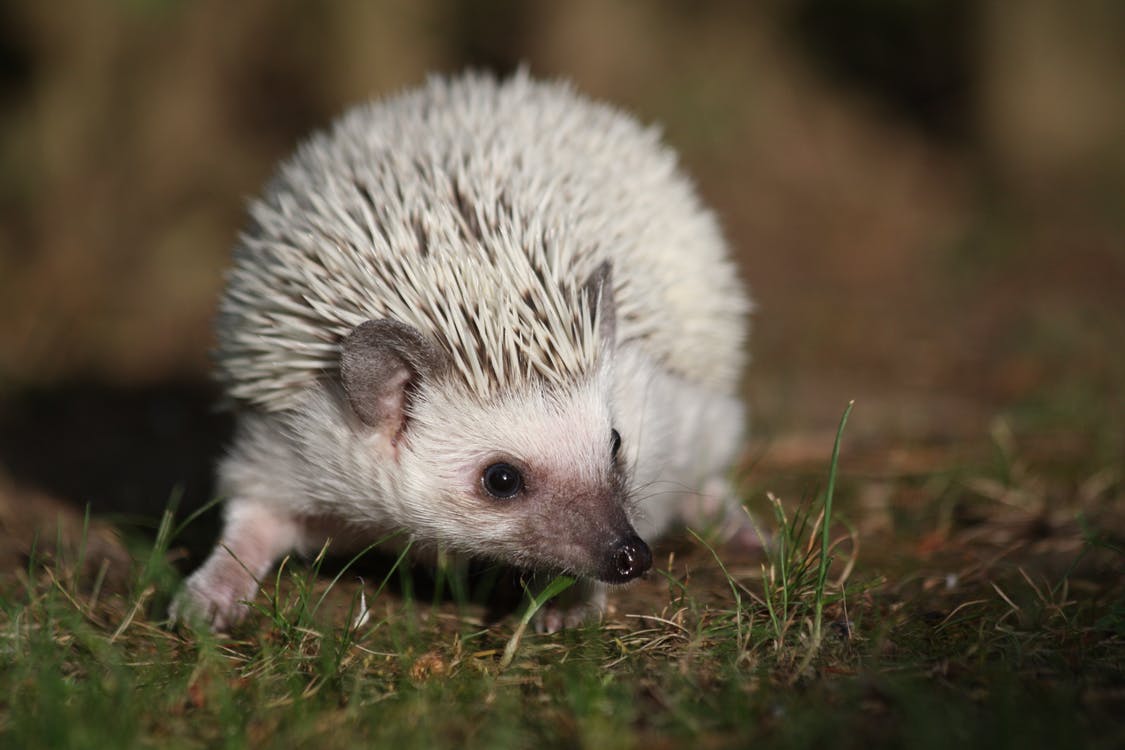 What is the origin of the word Hedgehog?