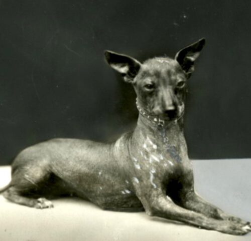 What is the origin of the Xoloitzcuintli?