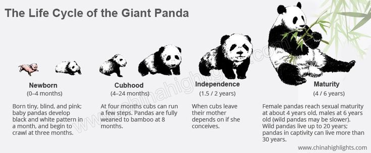 What is the panda's life span?