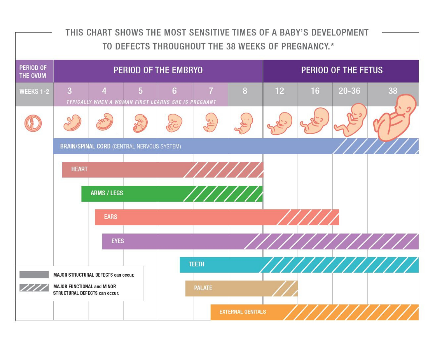 What is the period of pregnancy?