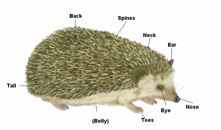 What is the physical description of a hedgehog?