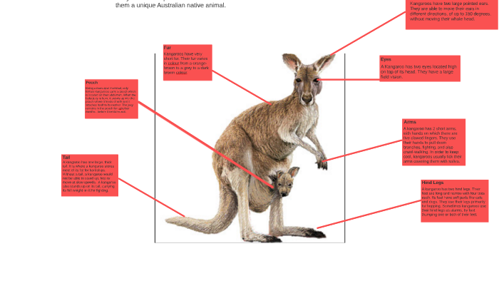 What is the physical description of a kangaroo?