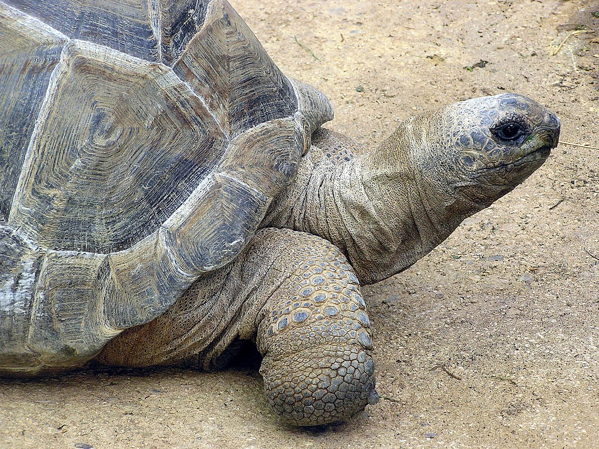 What is the plural for tortoise?
