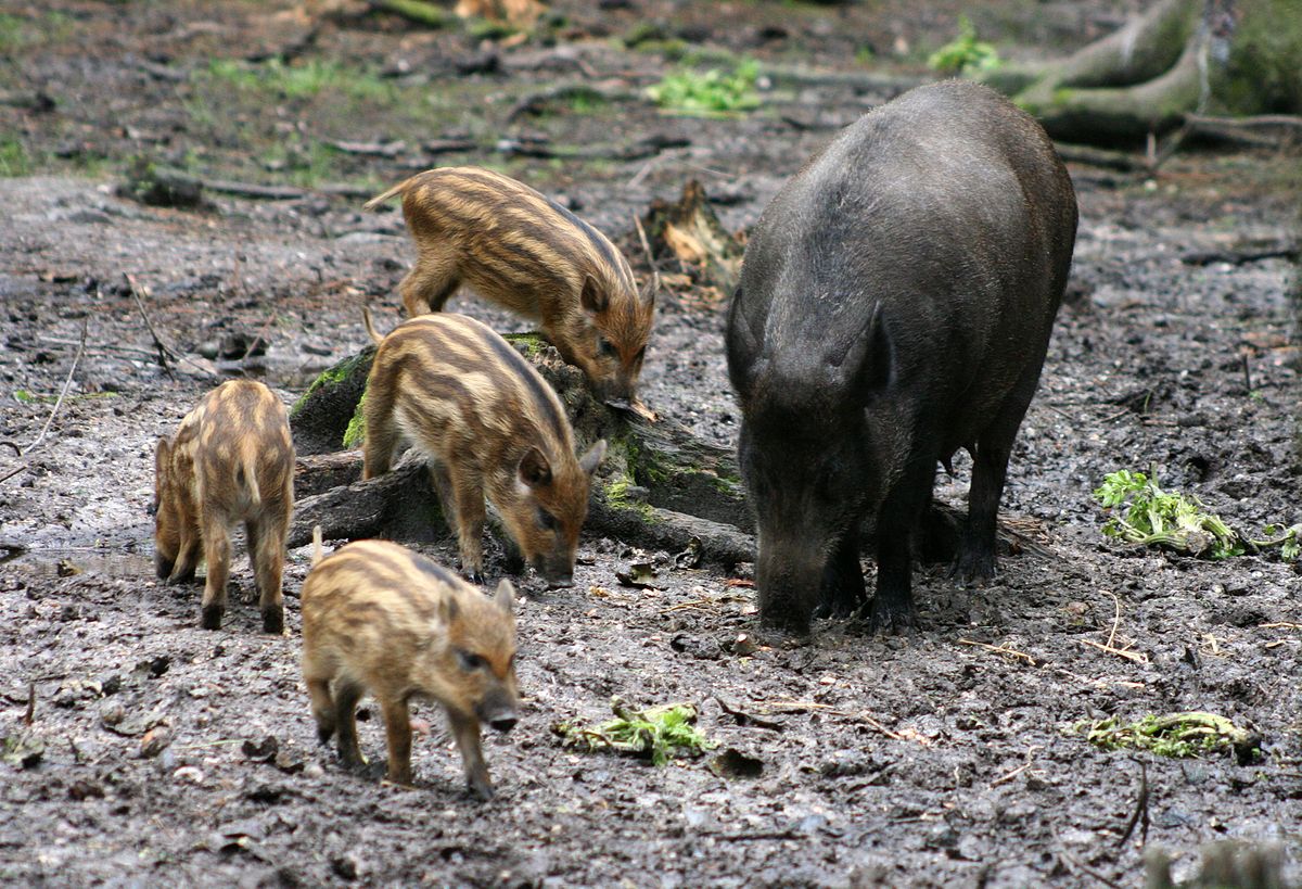 What is the plural of boar?