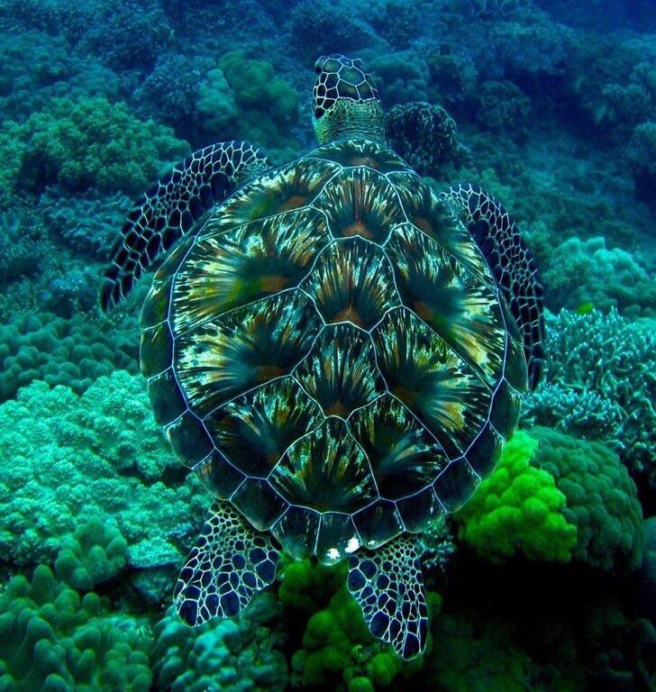 What is the prettiest sea turtle?