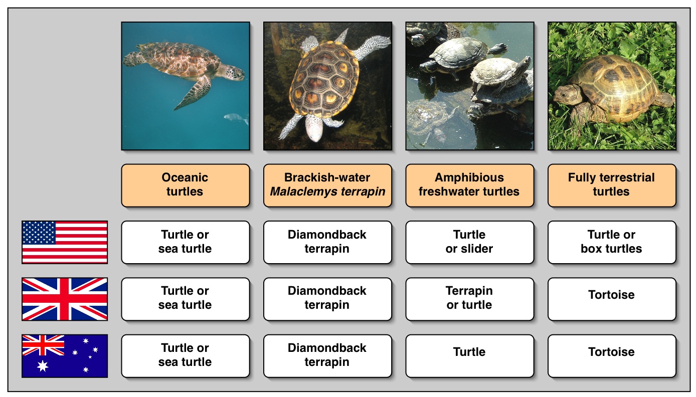 What is the proper name for a turtle?