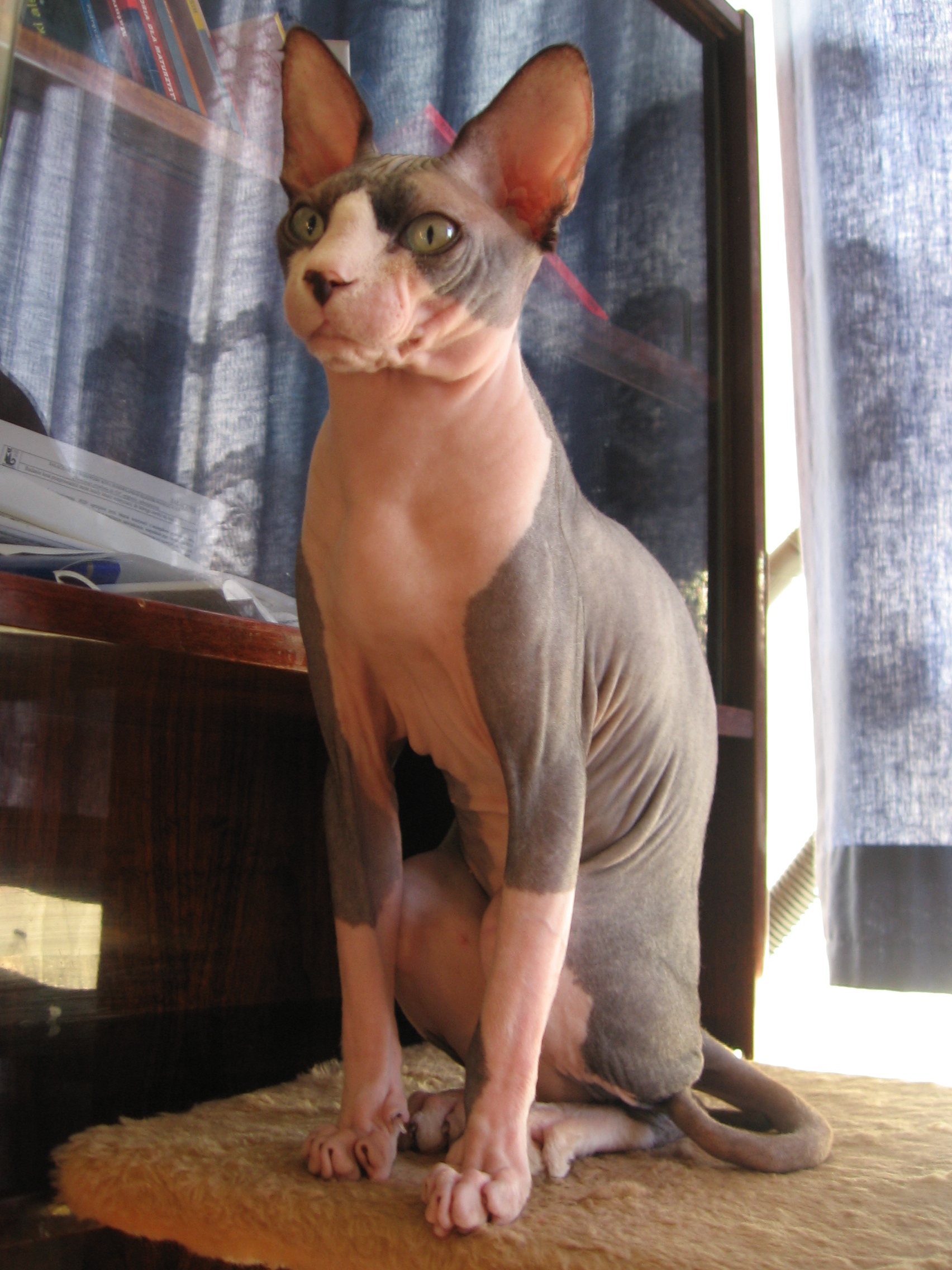 What is the purpose of hairless cats?