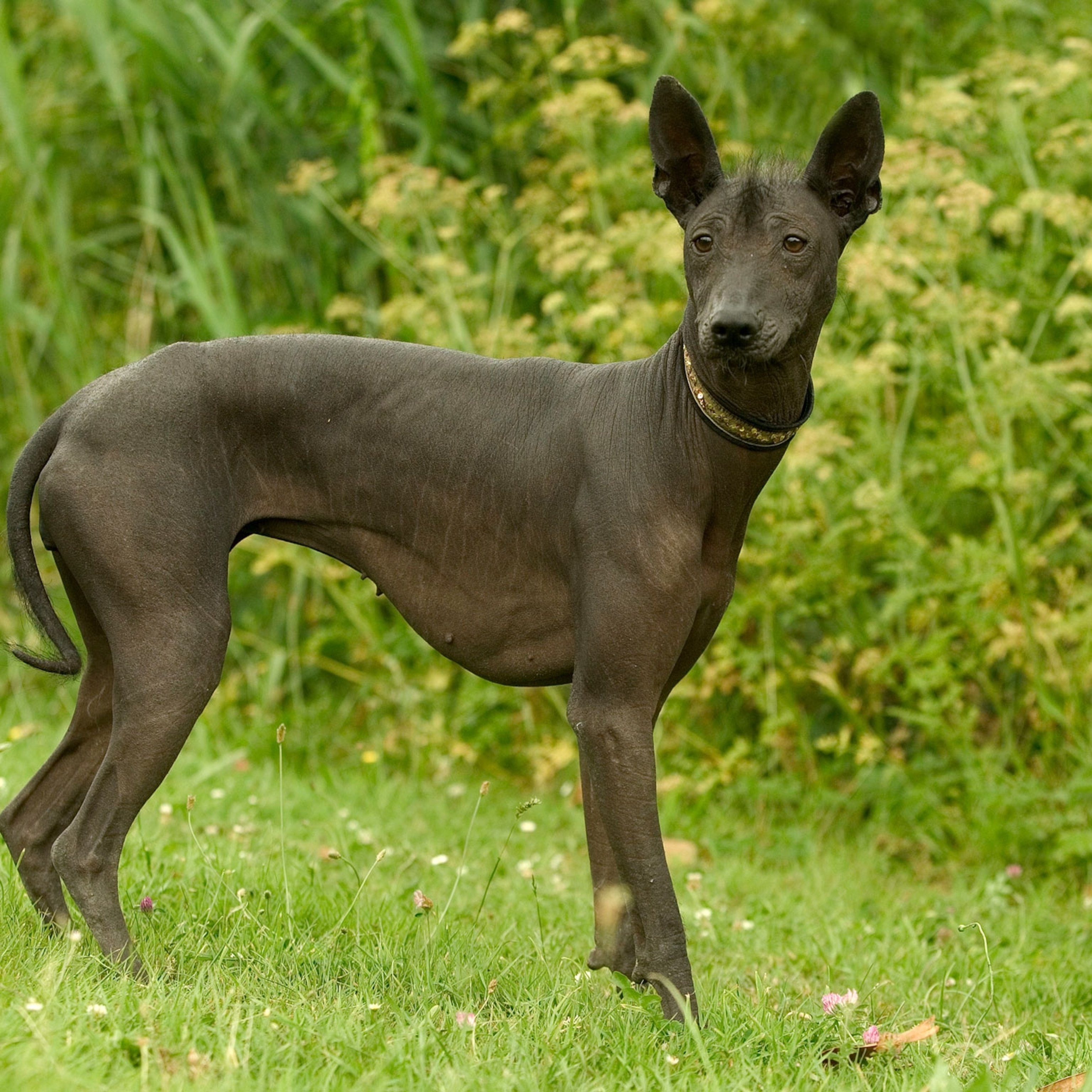 What is the purpose of Xoloitzcuintli?