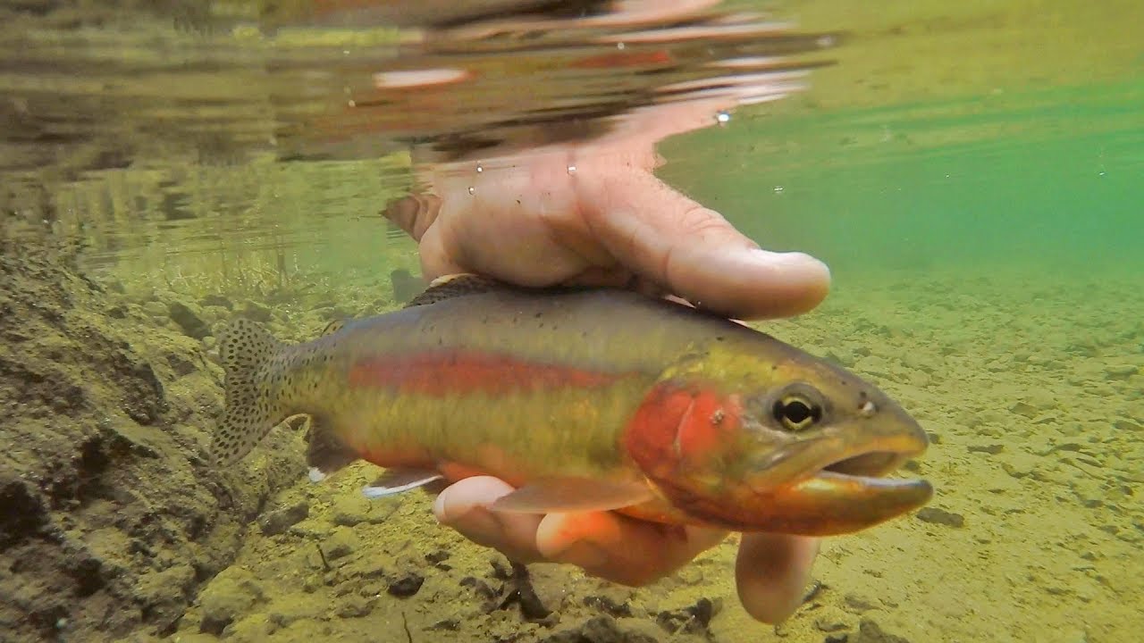 What is the rarest fish in North America?