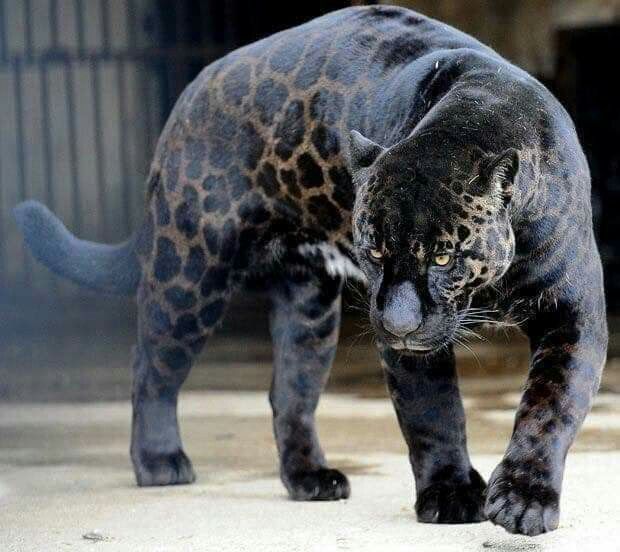 What is the rarest jaguar animal?