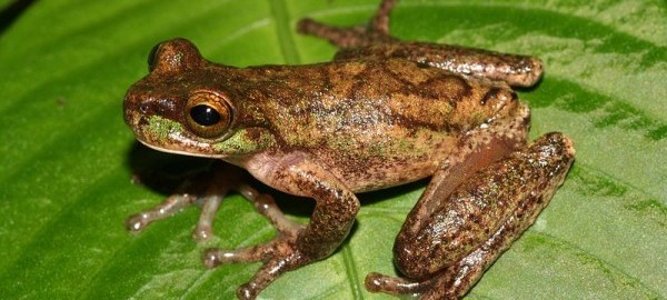 What is the rarest tree frog?