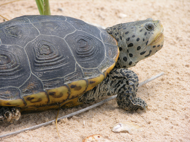 What is the rarest turtle in the United States?