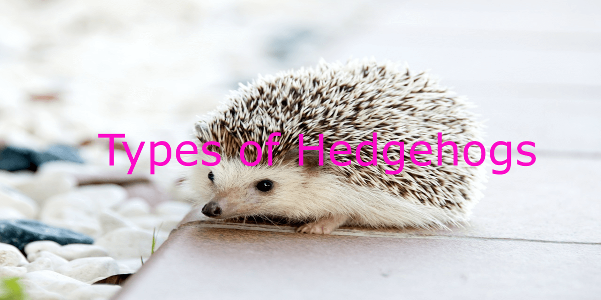 What is the rarest type of hedgehog?