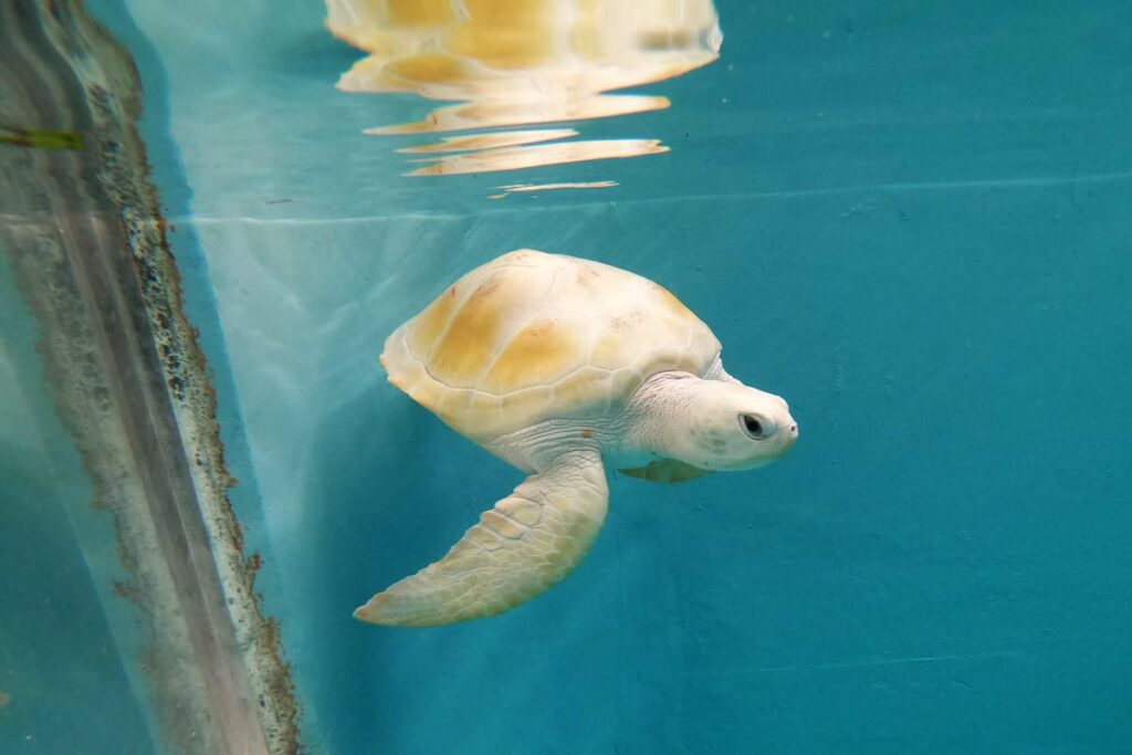 What is the rarest type of sea turtle?