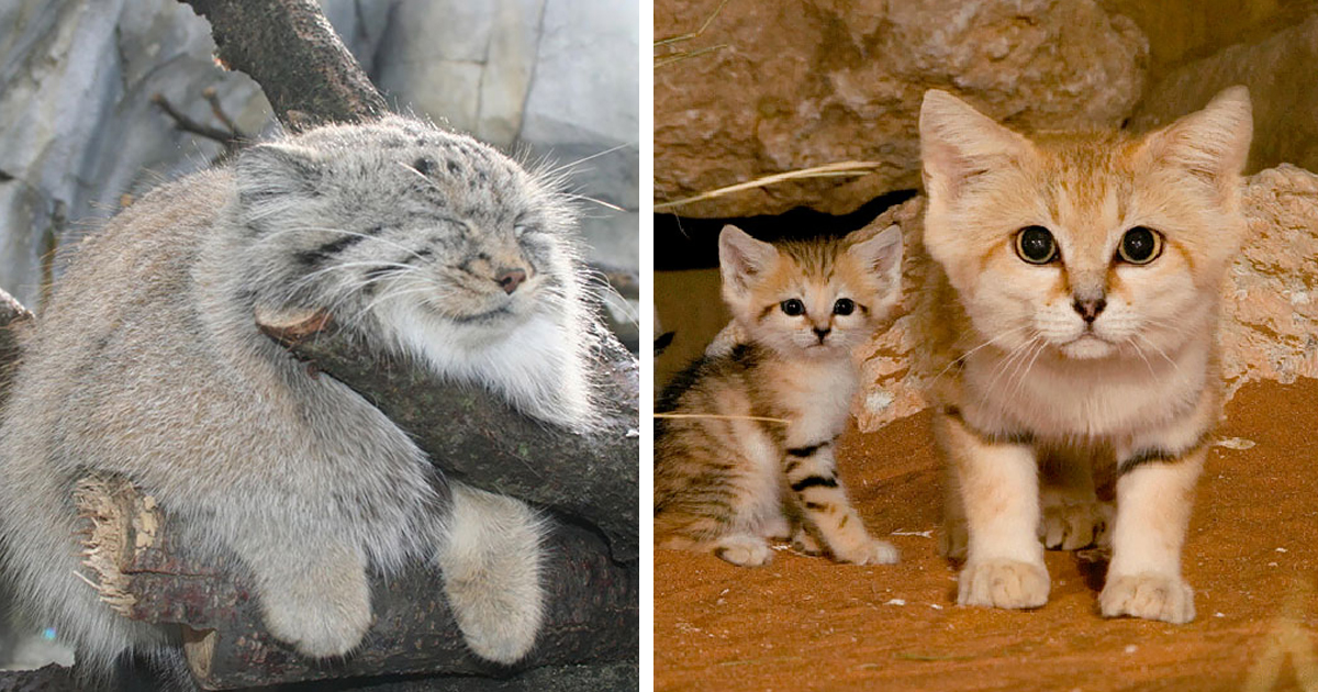 What is the rarest wild cat?