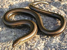 What is the scientific classification of a legless lizard?