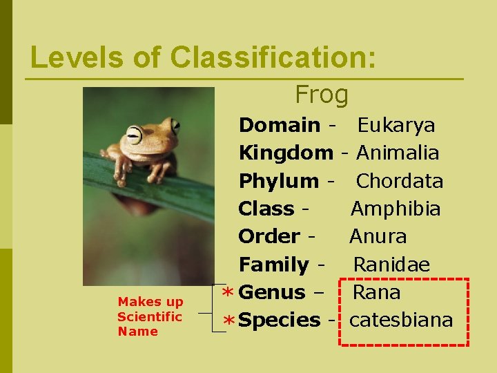 What is the scientific classification of frog?