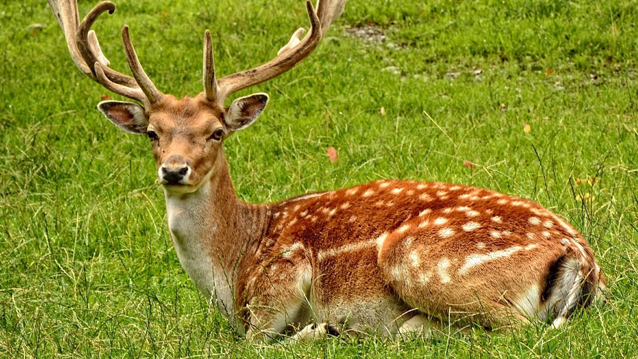 What is the scientific name for a deer?