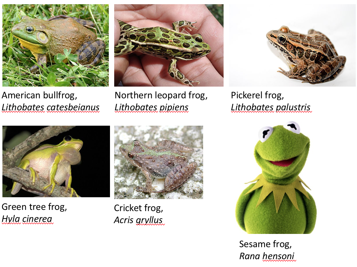 What is the scientific name for a frog?