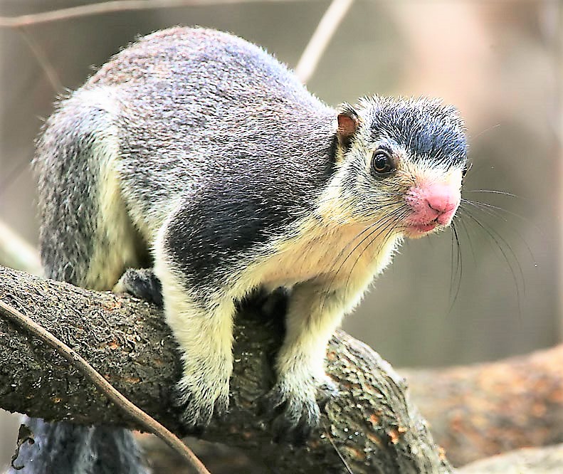 What is the scientific name for a grizzly squirrel?