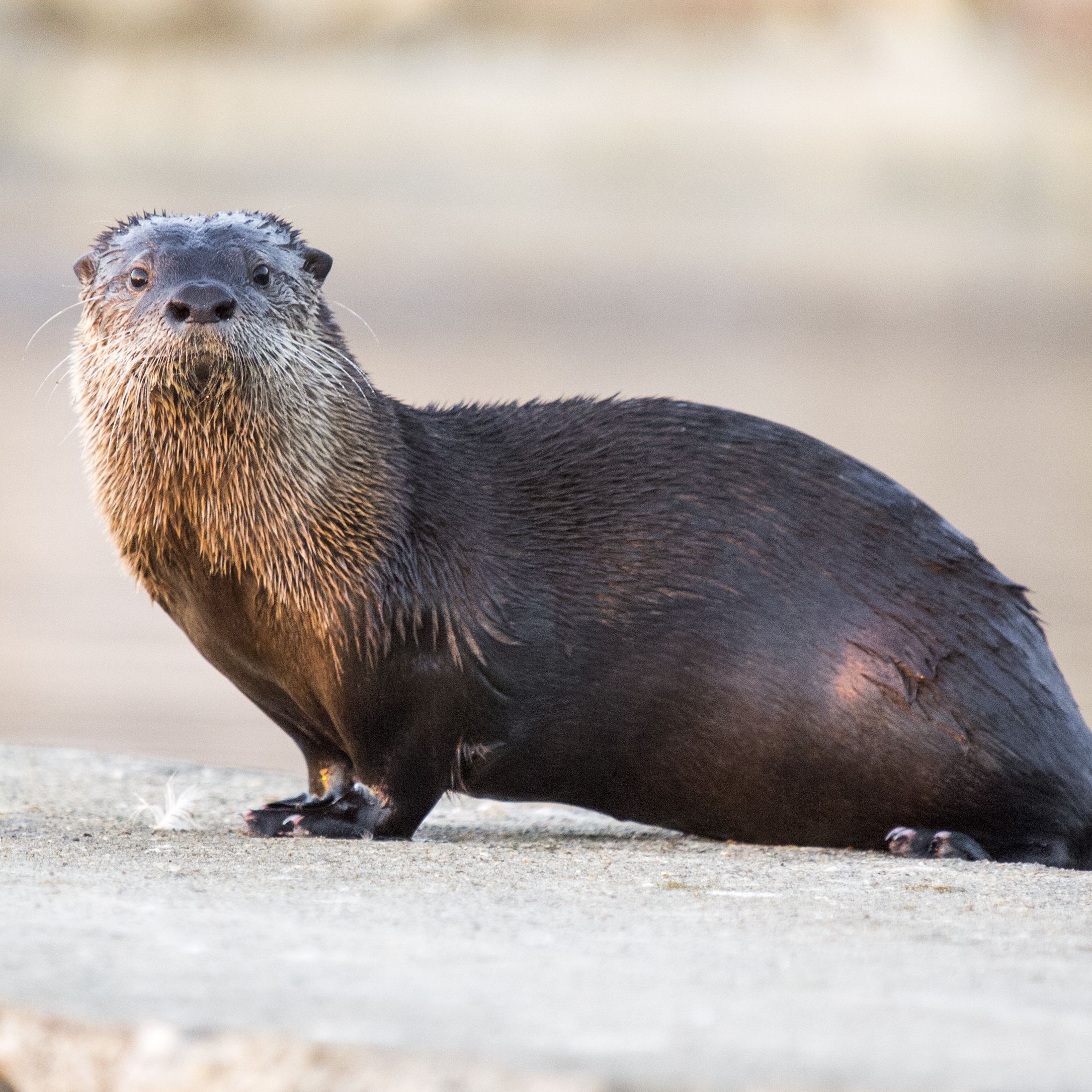 What is the scientific name for a river otter?